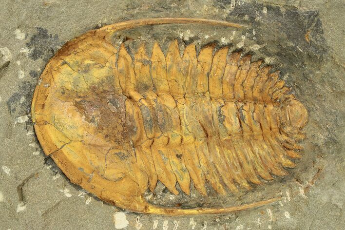 Middle Cambrian Hamatolenus Trilobite - Tinjdad, Morocco #254833